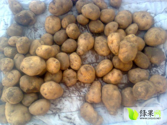 围场土豆最新价格行情动态更新